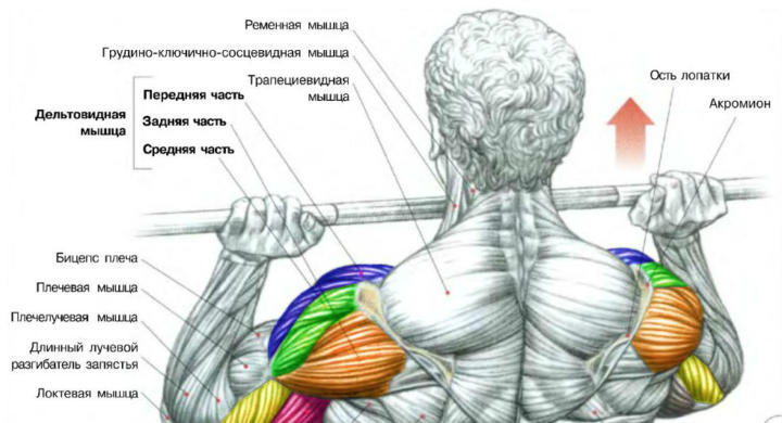 Анатомия мышц 