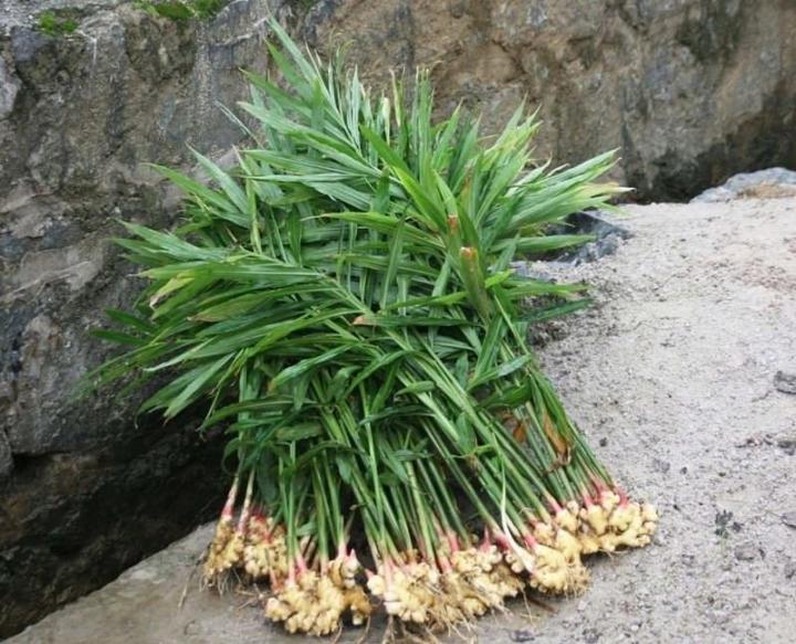 Имбирь для похудения