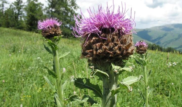 левзея в таблетках