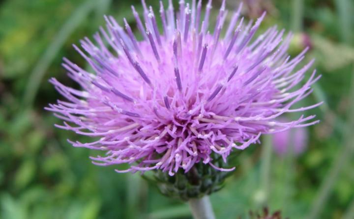 левзея для женщин