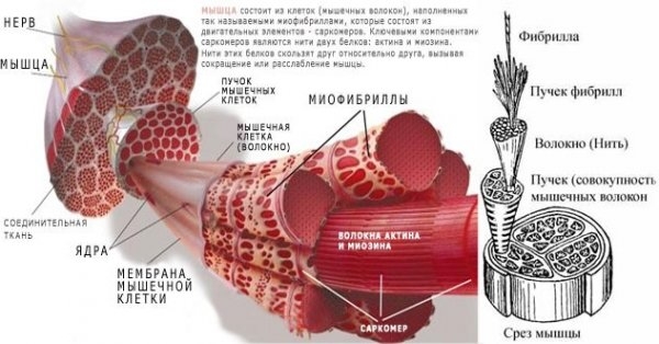 молочная кислота в мышцах