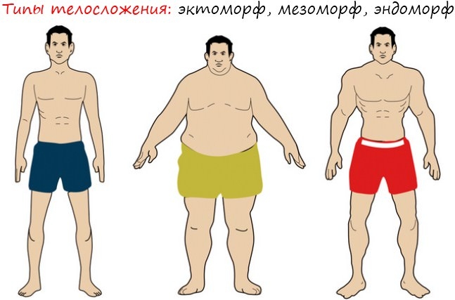 мезоморфный тип телосложения у женщин как похудеть