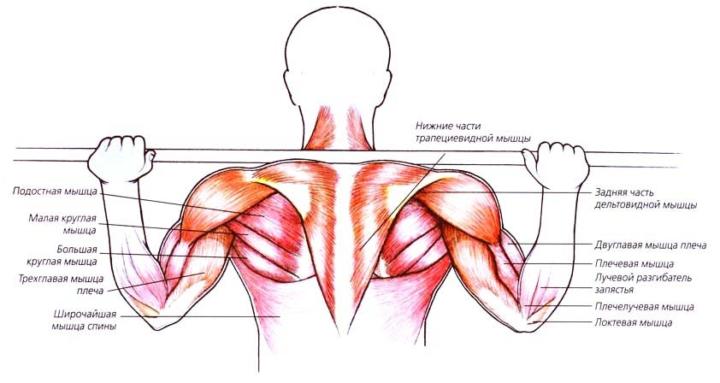 жим штанги из за головы сидя