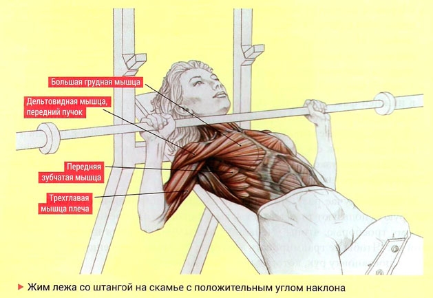 жим штанги лежа на наклонной скамье